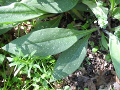 Pulmonaria longifolia