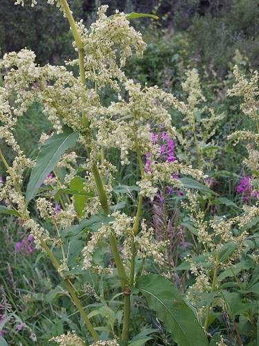 Image of Koenigia alaskana by (c) Jana Winberg, some rights reserved (CC BY)