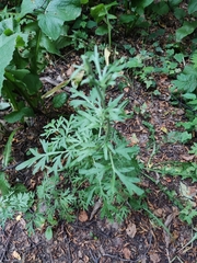 Artemisia sieversiana