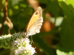Coenonympha pamphilus