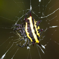 Gasteracantha doriae