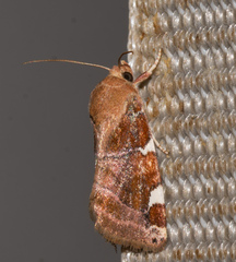 Cosmia diffinis