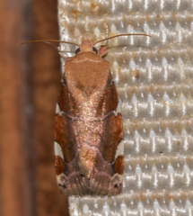 Cosmia diffinis