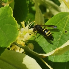 Ancistrocerus antilope