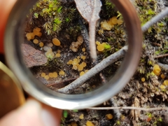 Phaeohelotium baileyanum
