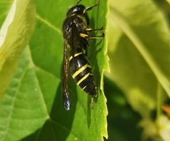 Ancistrocerus antilope