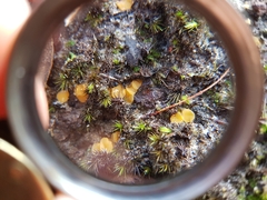 Phaeohelotium baileyanum