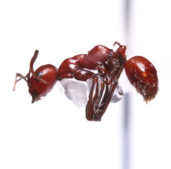 Polyergus montivagus