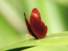 Abisara geza