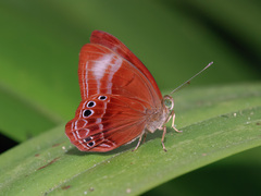 Abisara geza