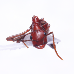 Polyergus montivagus