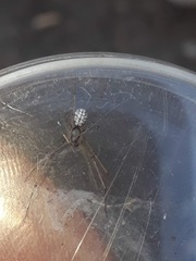 Floronia bucculenta