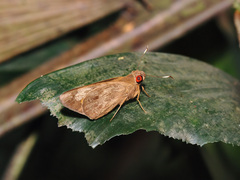 Erionota thrax