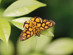 Odina hieroglyphica ortina