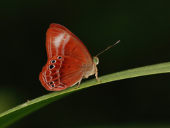 Abisara geza
