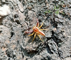 Araneae