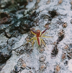 Araneae