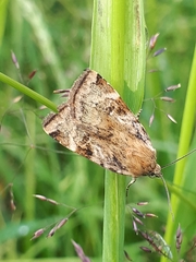 Cryptocala chardinyi