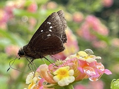 Caltoris cahira austeni