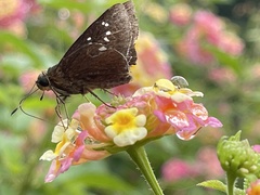 Caltoris cahira austeni