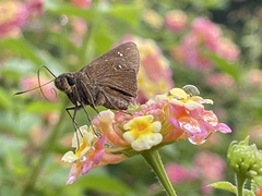 Caltoris cahira austeni