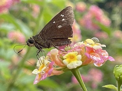 Caltoris cahira austeni