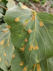 Eriophyes exilis