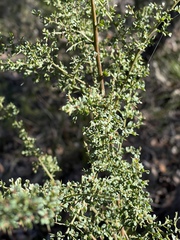 Coprosma quadrifida