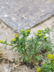 Matricaria discoidea