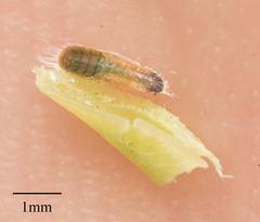 Trioza brevigenae