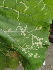 Phytomyza lappae