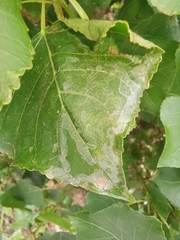 Phyllocnistis unipunctella