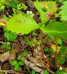 Diplocarpon fragariae