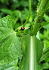 Coelophora biplagiata
