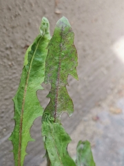 Podosphaera erigerontis-canadensis