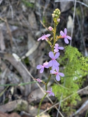 Stylidium lineare