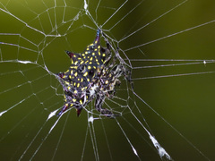 Gasteracantha doriae