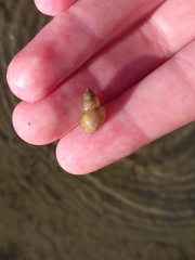 Bithynia tentaculata