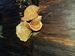 Pseudomerulius