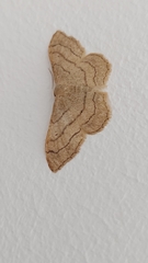 Idaea aversata