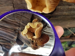 Pseudomerulius