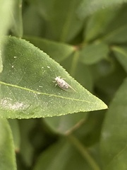 Bactericera arbolensis