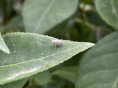 Bactericera arbolensis