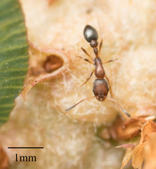 Formicidae