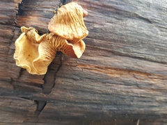 Pseudomerulius