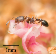 Formicidae