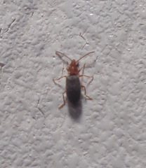 Notoxus murinipennis