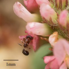 Formicidae