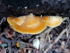 Crepidotus praecipuus