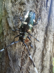 Anoplophora glabripennis